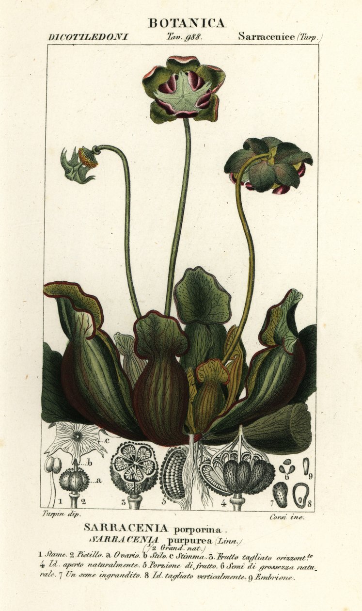 Purppurakasvi, Sarracenia purpurea tekijältä Stanghi Stanghi