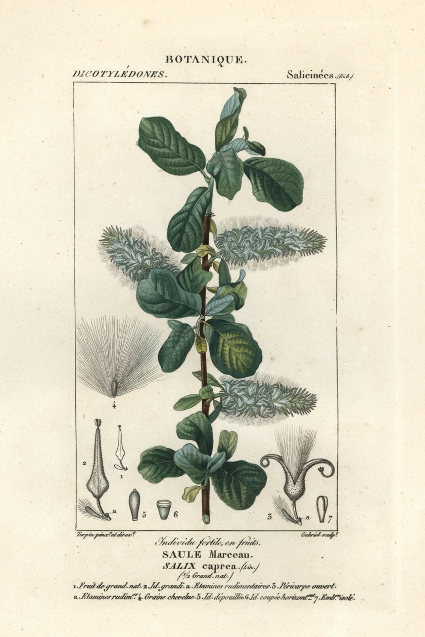 Pillupaju, Salix caprea tekijältä Stanghi Stanghi