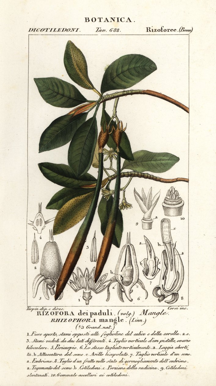 Punainen mangrove, Rhizophora mangle tekijältä Stanghi Stanghi