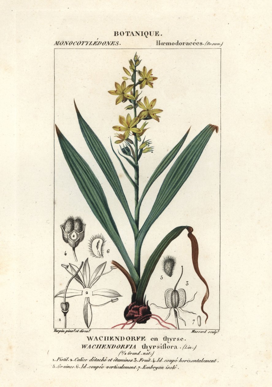 Punajuuri, Wachendorfia thyrsiflora tekijältä Stanghi Stanghi