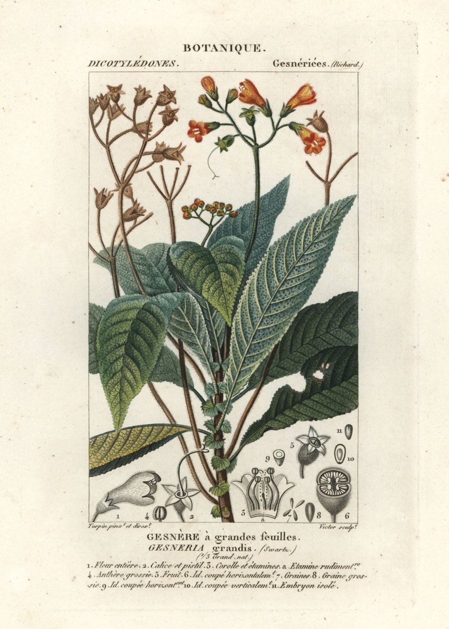 Rhytidophyllum grande tekijältä Stanghi Stanghi