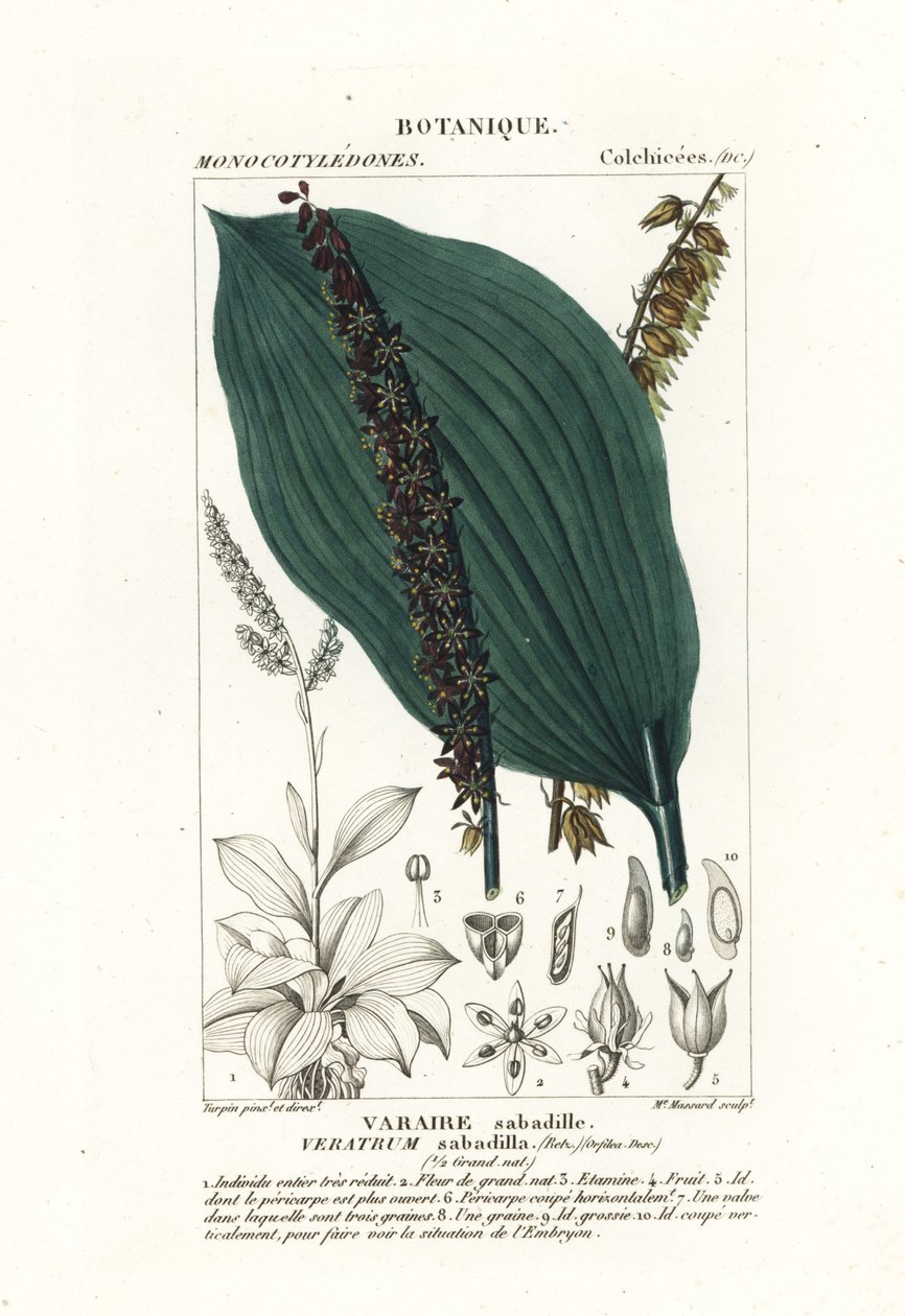 Sabadilla, Schoenocaulon officinale tekijältä Stanghi Stanghi