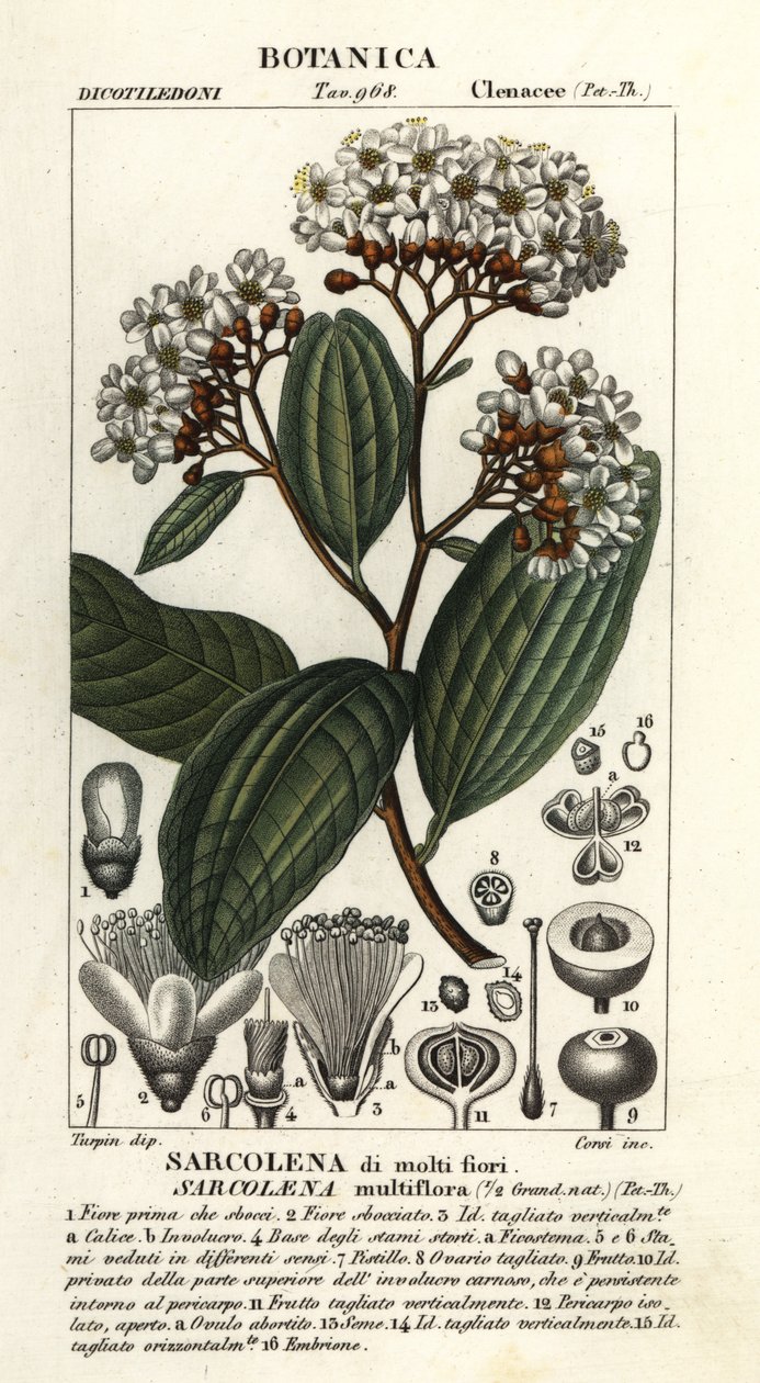 Sarcolaena multiflora tekijältä Stanghi Stanghi