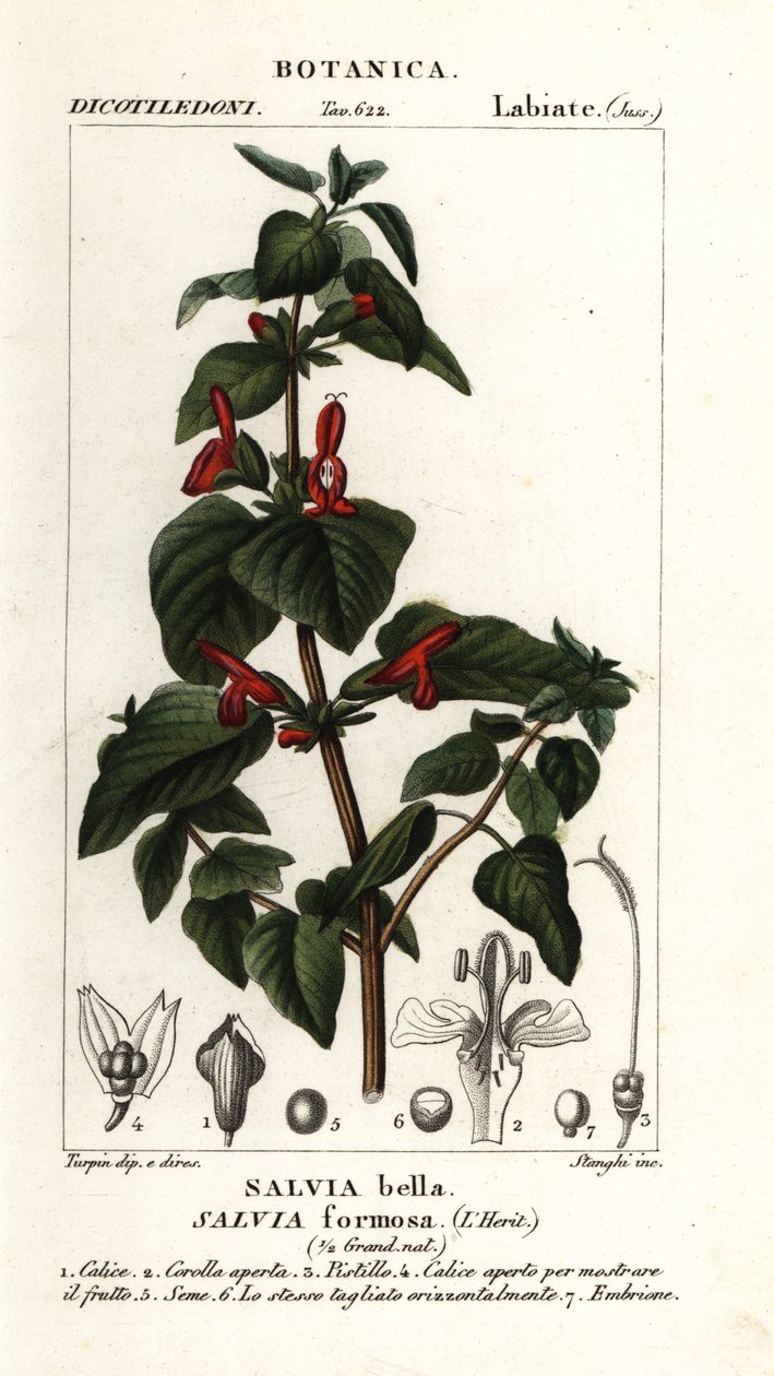 Kiiltävälehtinen salvia, Salvia formosa tekijältä Stanghi Stanghi