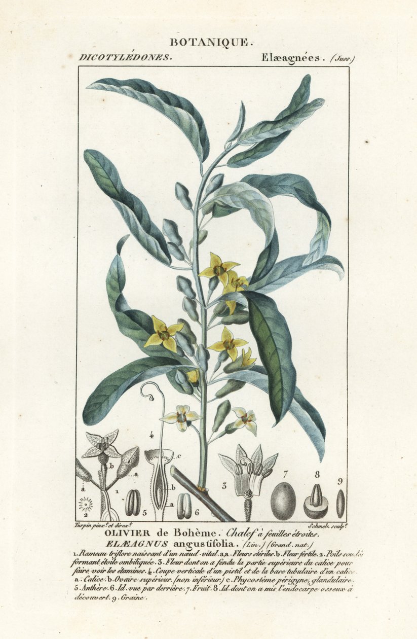 Hopeamarja tai oleasteri, Elaeagnus angustifolia tekijältä Stanghi Stanghi