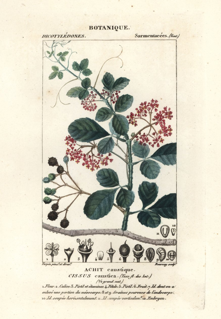 Spoonleaf trebiini, Cissus obovata tekijältä Stanghi Stanghi
