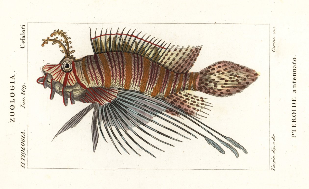 Spotfin lionfish, Pterois antennata tekijältä Stanghi Stanghi