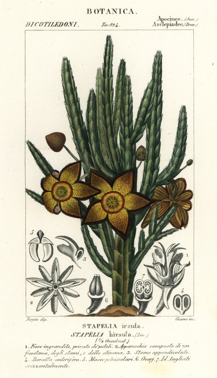 Meritähti kukka tai raakkakasvi, Stapelia hirsuta tekijältä Stanghi Stanghi