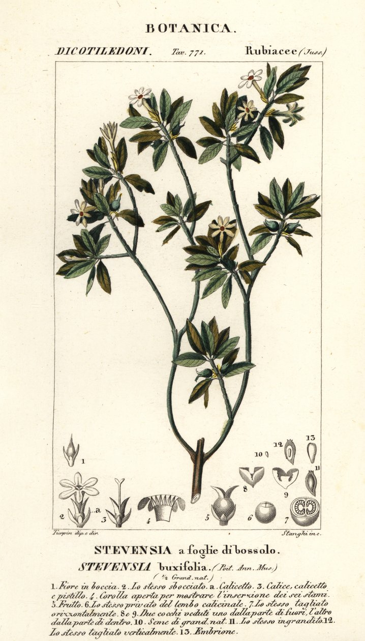 Stevensia buxifolia tekijältä Stanghi Stanghi
