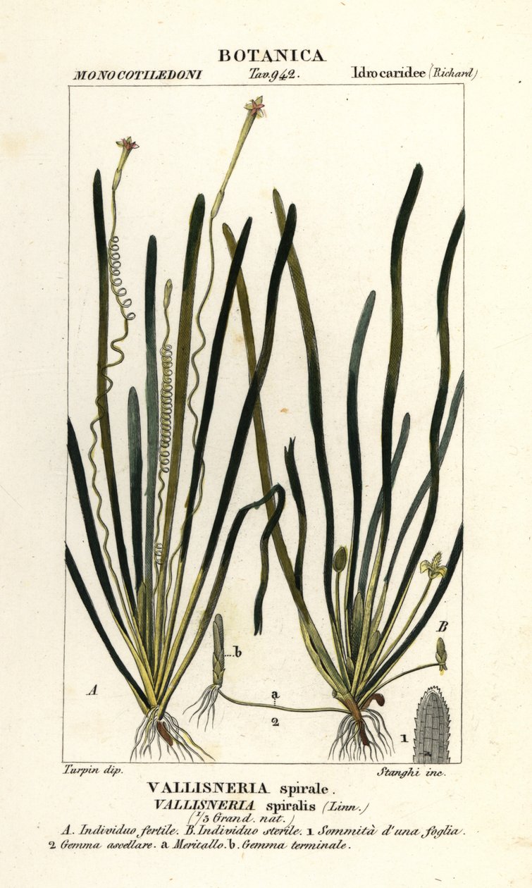 Teippiruoho tai ankeriasruoho, Vallisneria spiralis tekijältä Stanghi Stanghi
