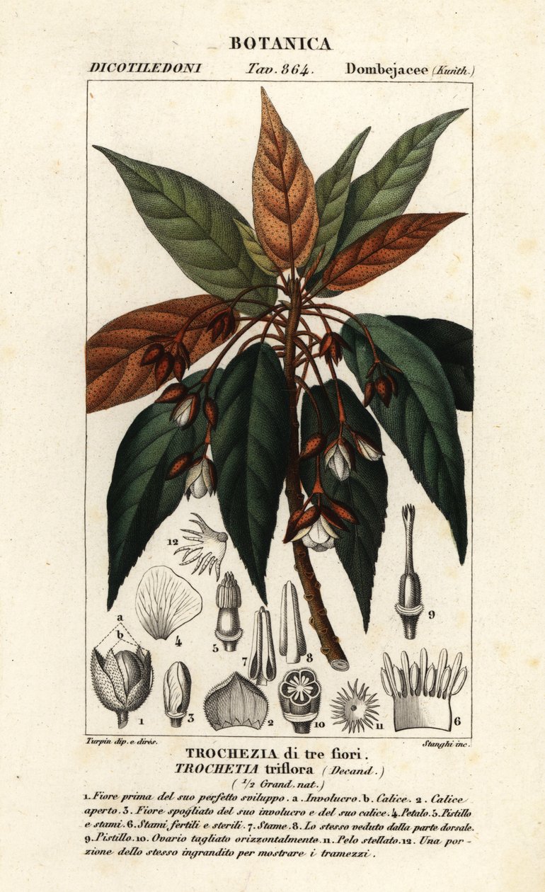 Trochetia triflora tekijältä Stanghi Stanghi