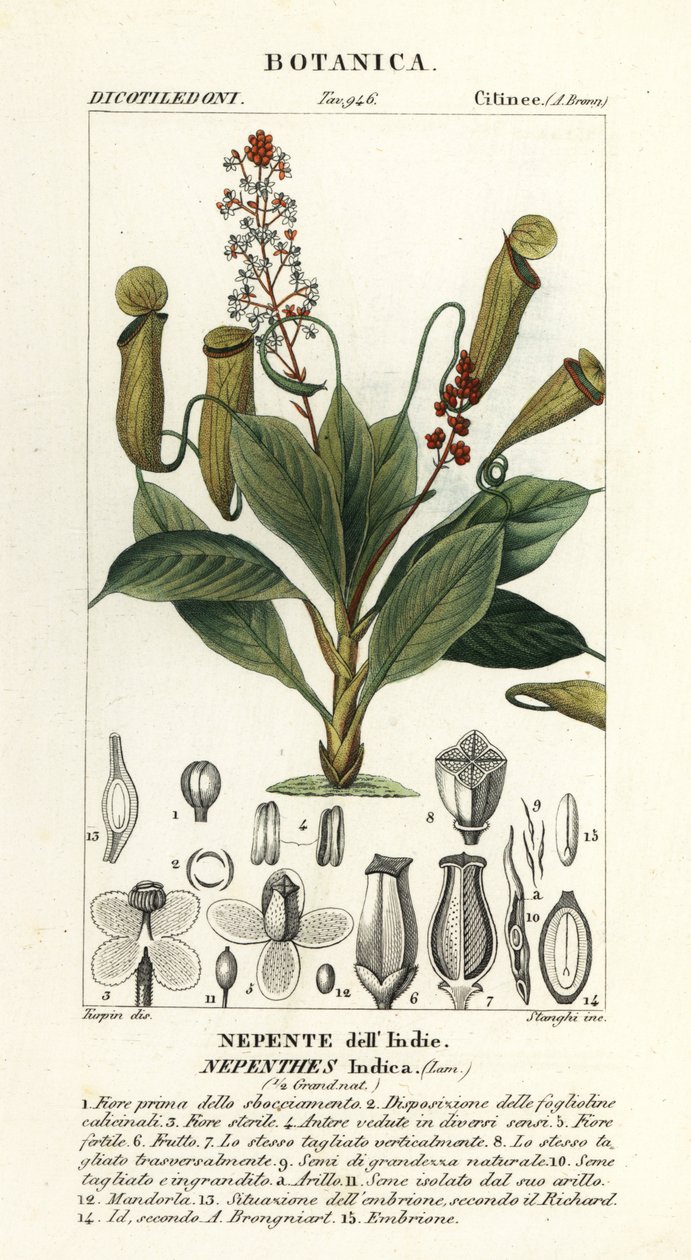 Trooppinen kannukasvi, Nepenthes distillatoria tekijältä Stanghi Stanghi