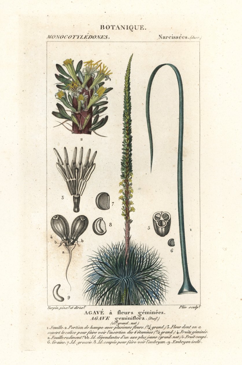 Kaksokukkainen agave, Agave geminiflora tekijältä Stanghi Stanghi