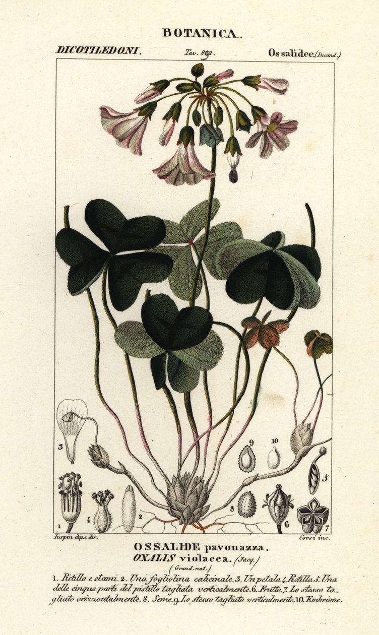 Violetti puusorreli, Oxalis violacea tekijältä Stanghi Stanghi