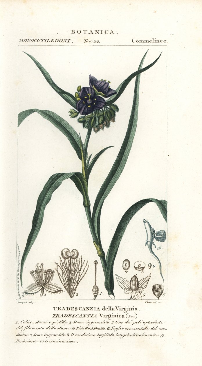 Virginia spiderwort, Tradescantia virginiana tekijältä Stanghi Stanghi
