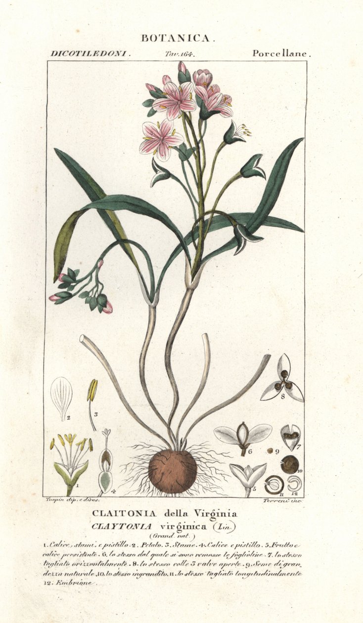Virginia springbeauty, Claytonia virginica tekijältä Stanghi Stanghi