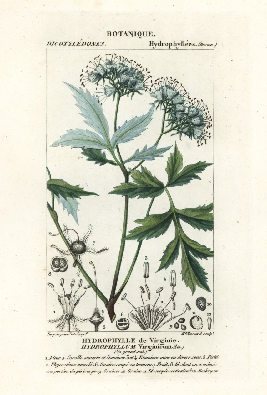 Virginia-vesilehti, Hydrophyllum virginianum tekijältä Stanghi Stanghi