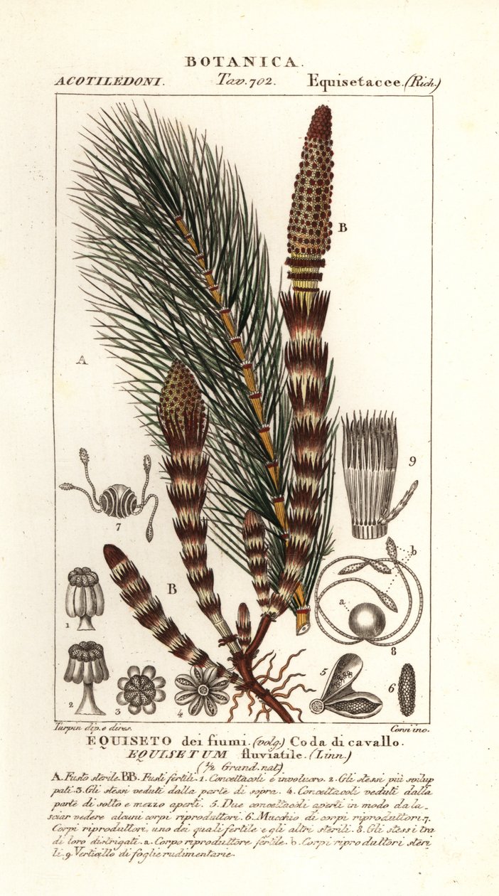 Vesikorte, Equisetum fluviatile tekijältä Stanghi Stanghi