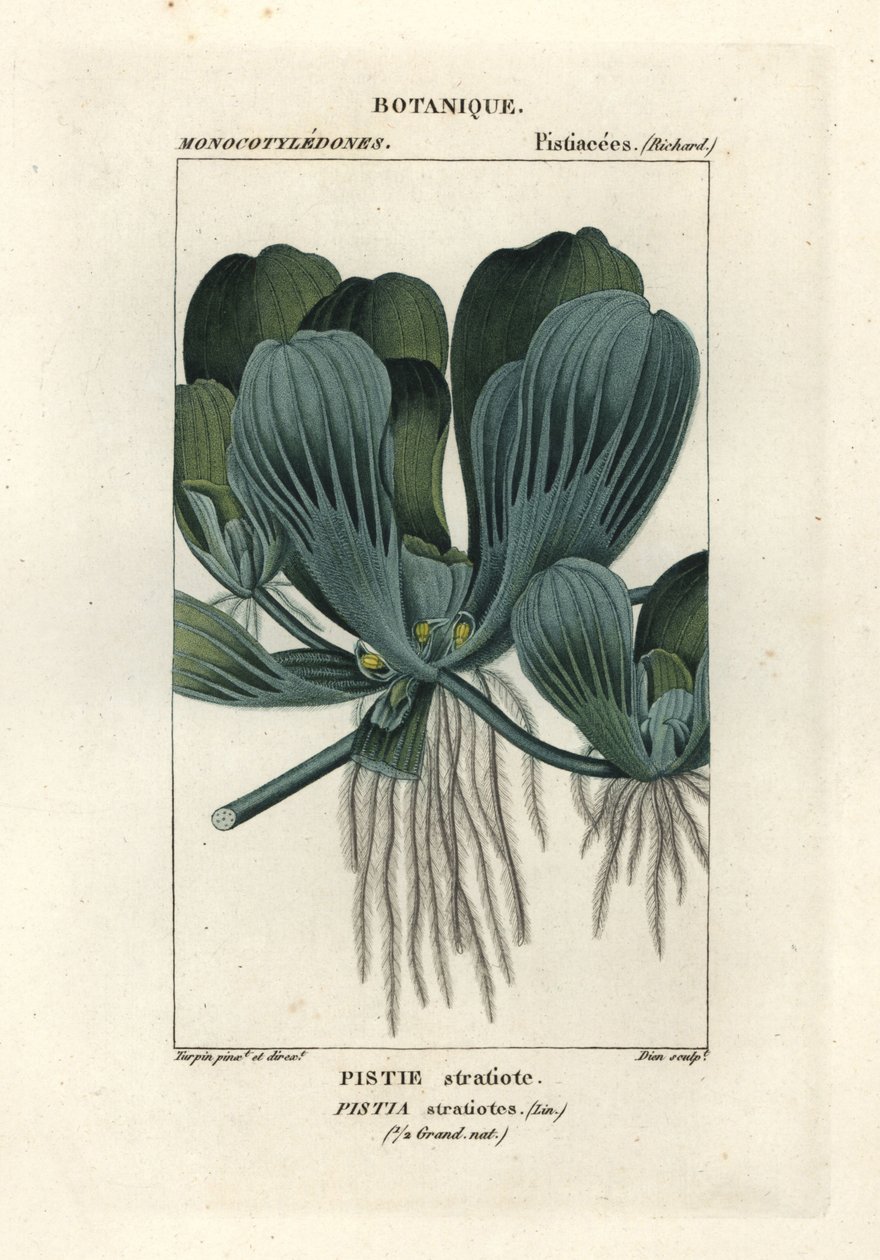 Vesisalaatti tai Niilikaali, Pistia stratiotes tekijältä Stanghi Stanghi