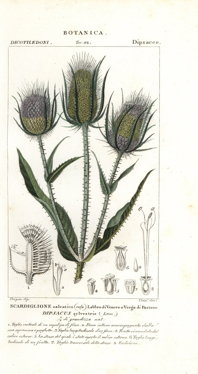 Villi teasel tai fuller