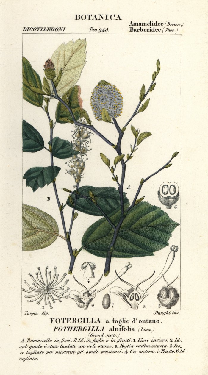 Noitavanhin, Fothergilla gardenii tekijältä Stanghi Stanghi