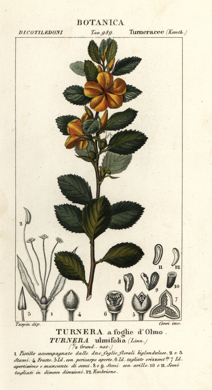 Keltaleppä, Turnera ulmifolia tekijältä Stanghi Stanghi