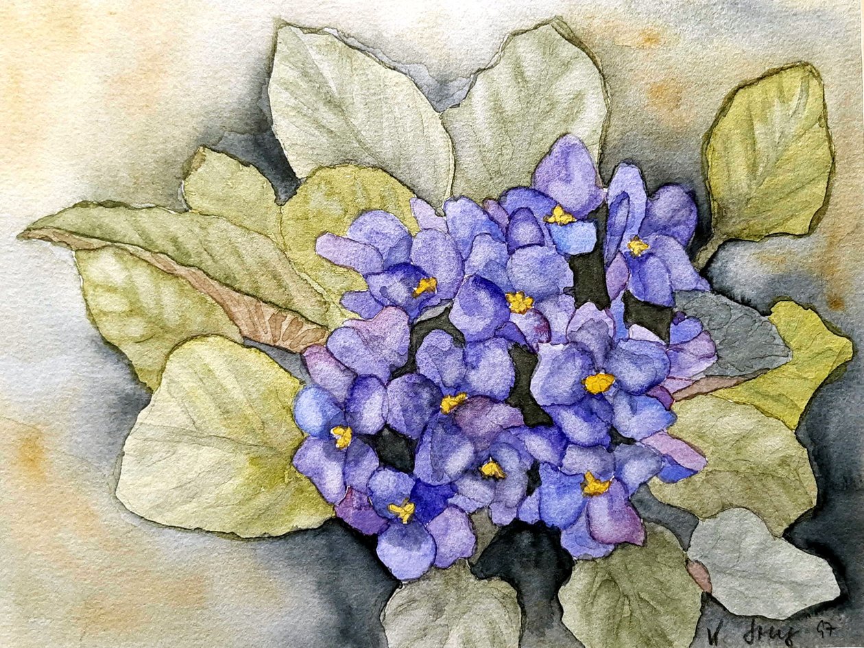 Afrikkalainen violetti tekijältä Steegs Art Karin