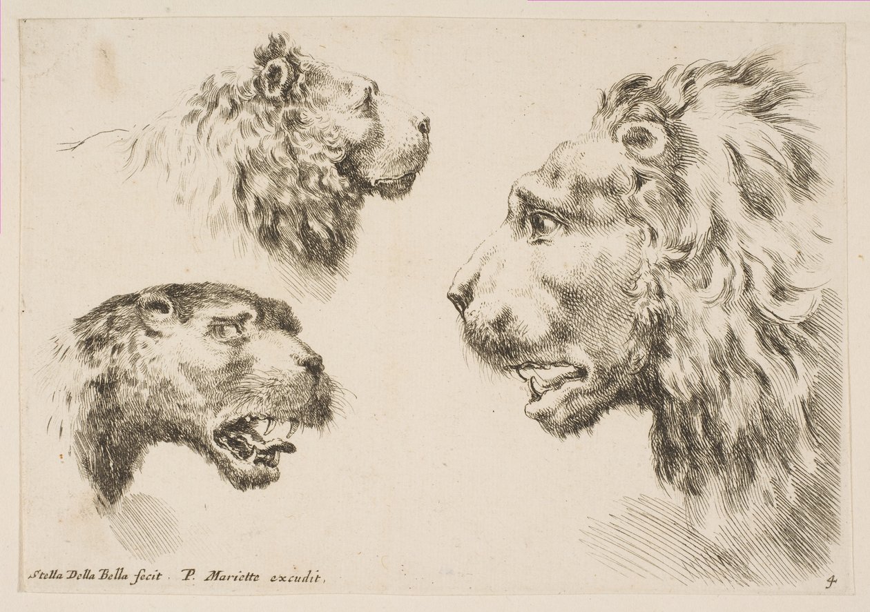 Kolmen leijonan päät, n. 1641. tekijältä Stefano della Bella
