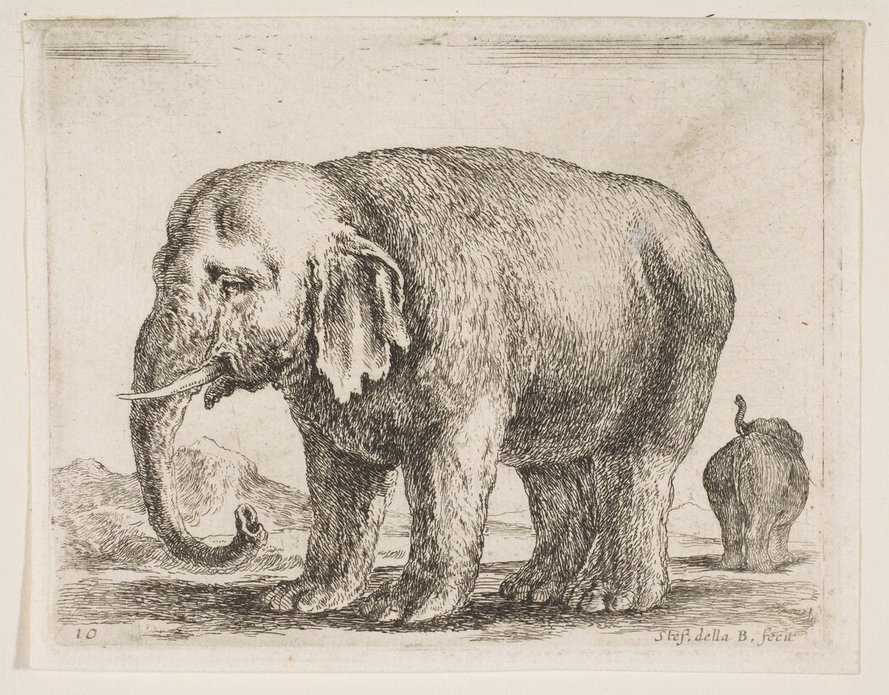 Levy 10: norsu, eri eläimistä Diversi animali, n. 1641. tekijältä Stefano della Bella