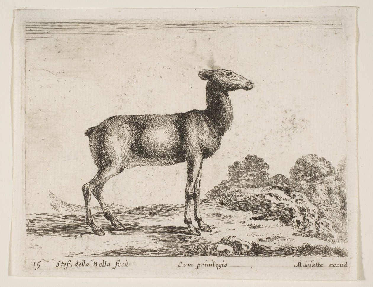 Levy 15: naaras, eri eläimistä Diversi animali, n. 1641. tekijältä Stefano della Bella