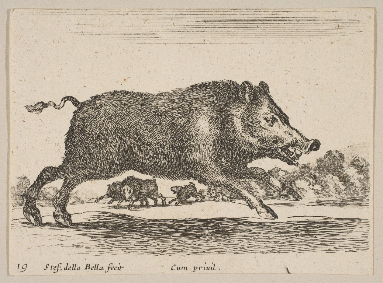 Levy 19: villisika, eri eläimistä Diversi animali, n. 1641. tekijältä Stefano della Bella