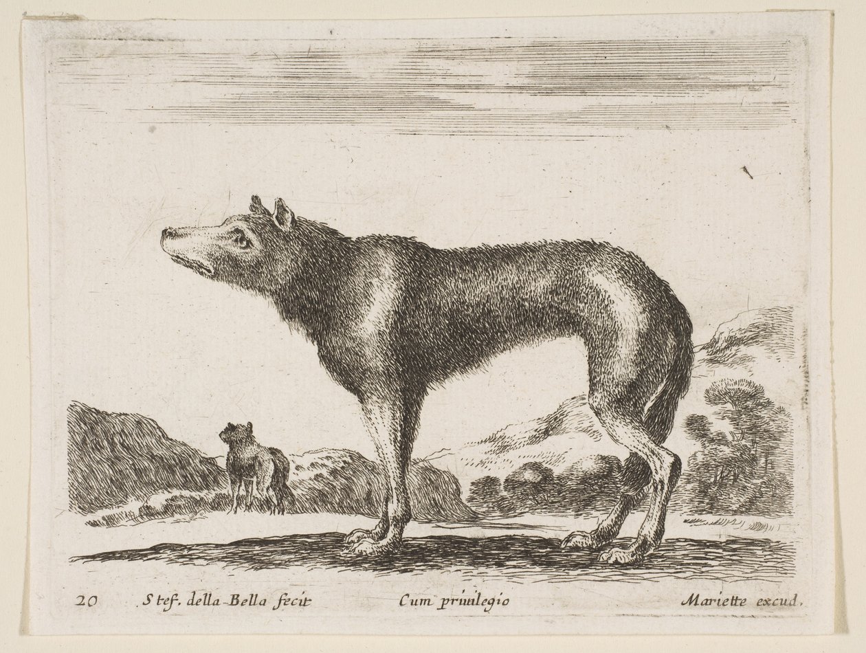 Levy 20: susi, eri eläimistä Diversi animali, n. 1641. tekijältä Stefano della Bella