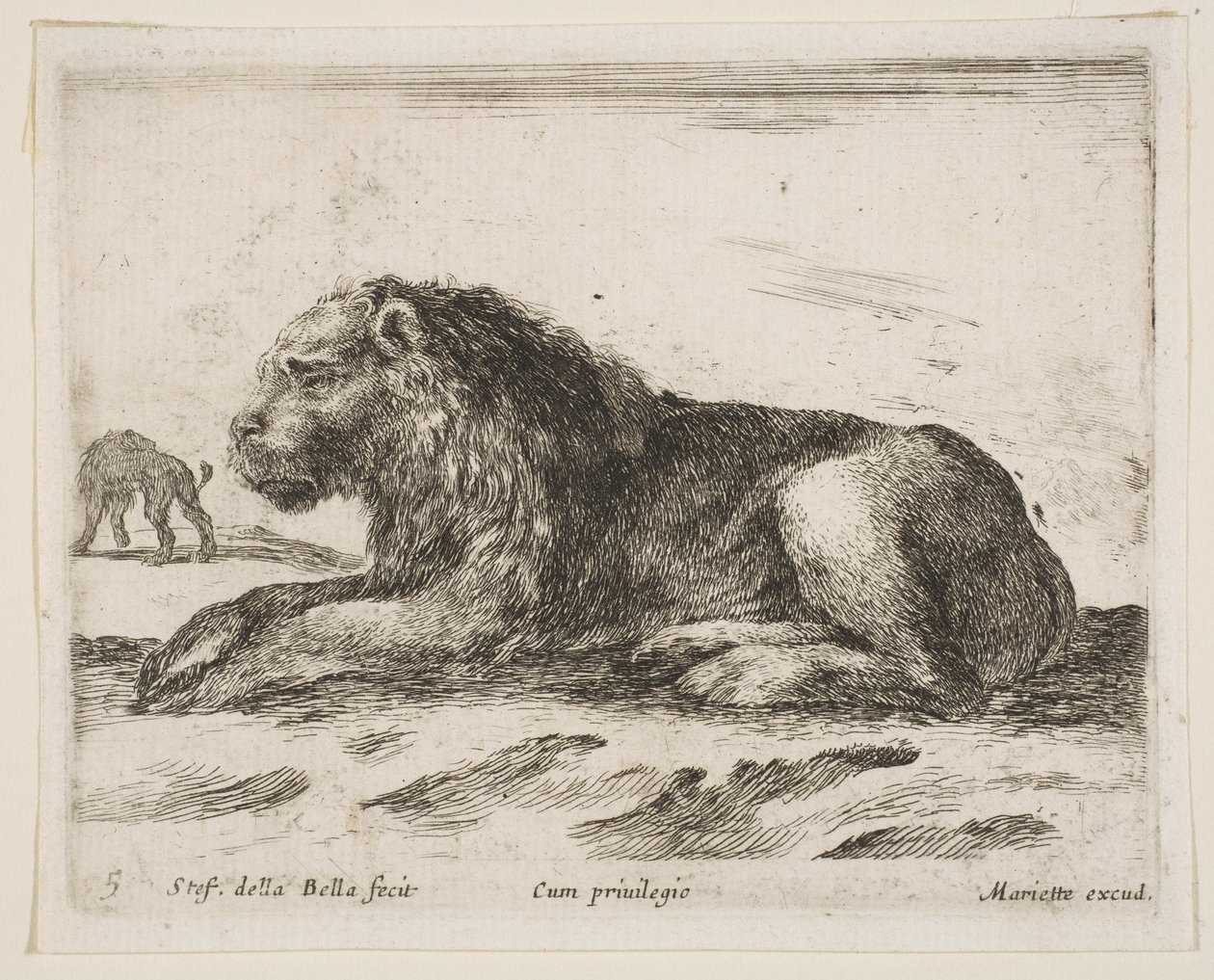 Levy 5: makuuasennossa oleva leijona, eri eläimistä Diversi animali, 1641. tekijältä Stefano della Bella