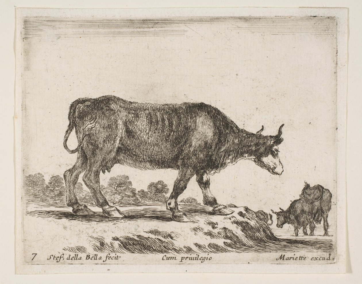Levy 7: härkä, eri eläimistä Diversi animali, n. 1641. tekijältä Stefano della Bella