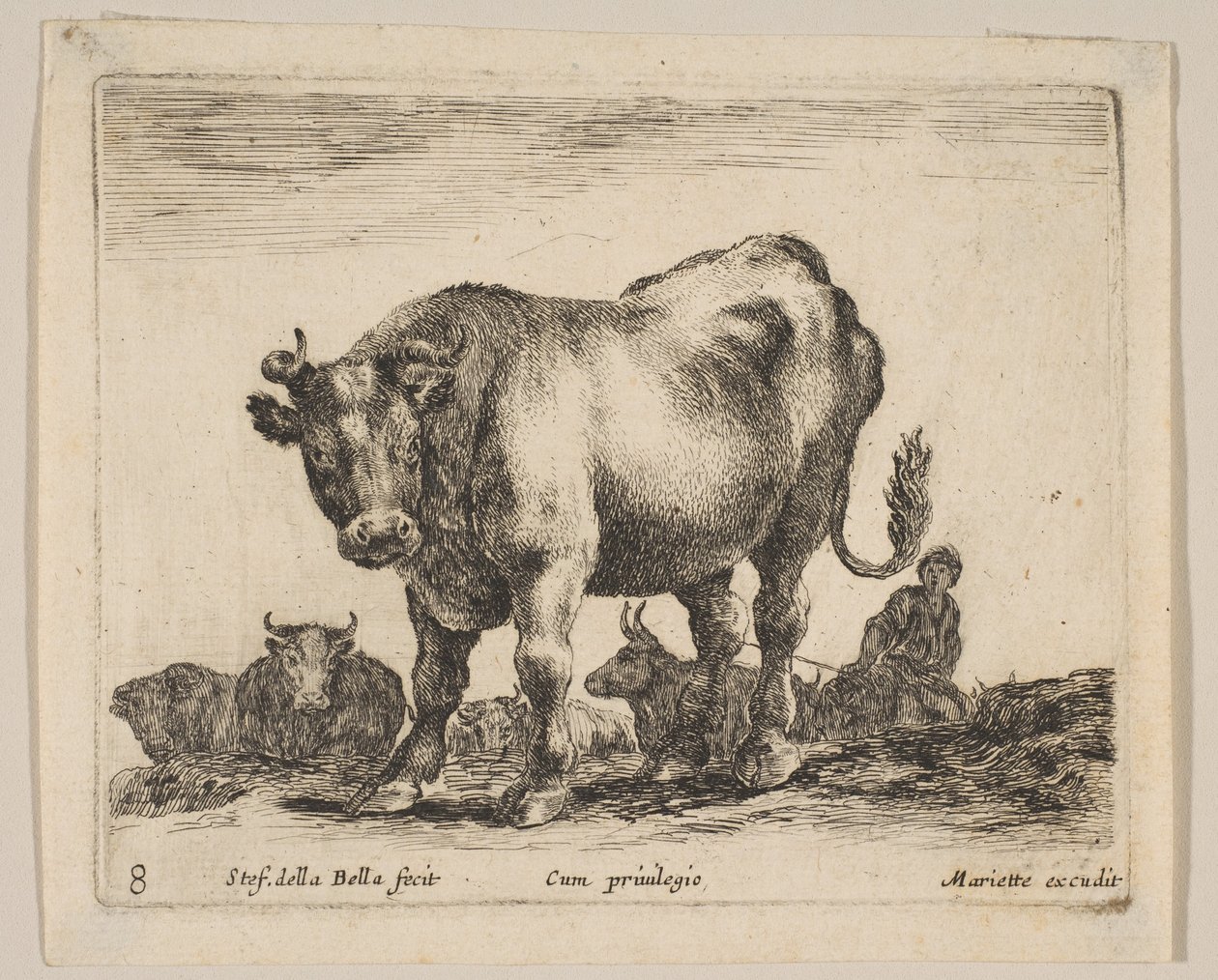 Levy 8: härkä, lajista "Eri eläimet" Diversi animali, n. 1641. tekijältä Stefano della Bella