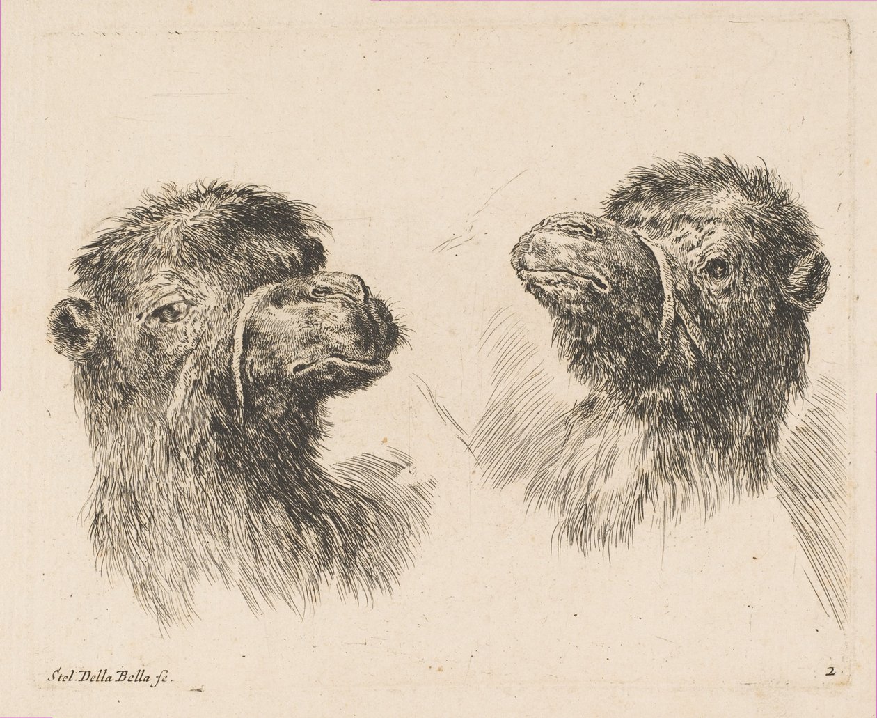 Kaksi kamelin päätä, n. 1641. tekijältä Stefano della Bella