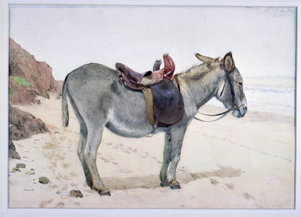 Eläimiä koskevat tutkimukset (S.Ex.2-1885) tekijältä Stephen Briggs Carlil