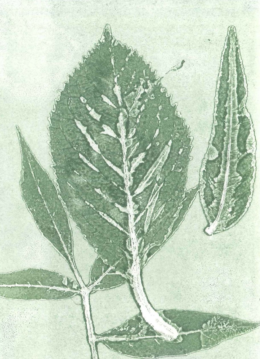 Gone IX, 2015 (monoprintti paperille) tekijältä Stephen Dow