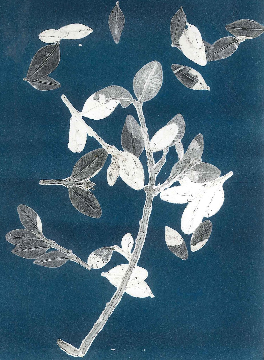 Midnight Garden II, 2015 (monoprintti paperille) tekijältä Stephen Dow