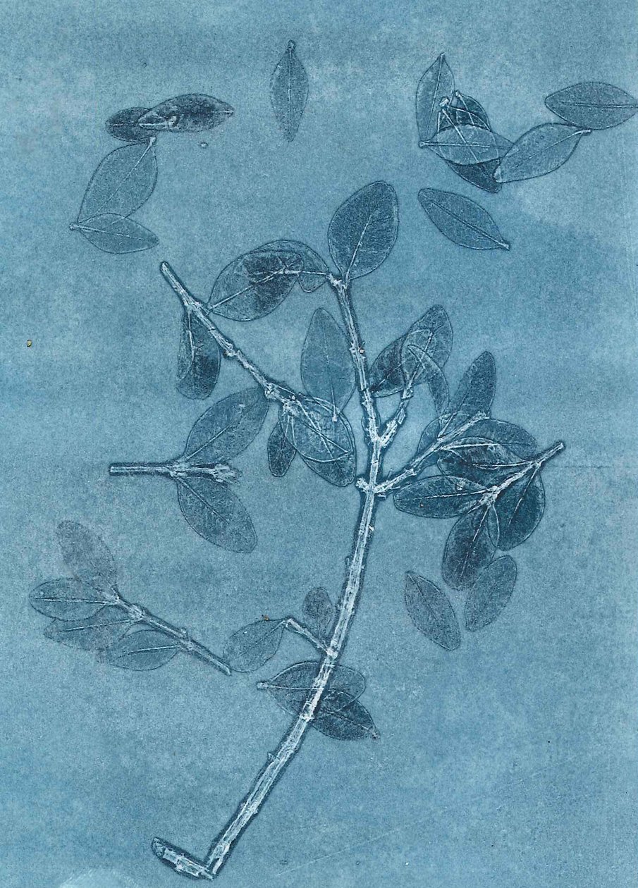 Midnight Garden I, 2015 (monoprintti paperille) tekijältä Stephen Dow