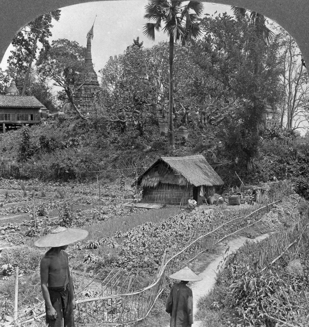 Vihannespuutarha pagodien keskellä, Bhamo, Burma, 1908 tekijältä Stereo Travel Co