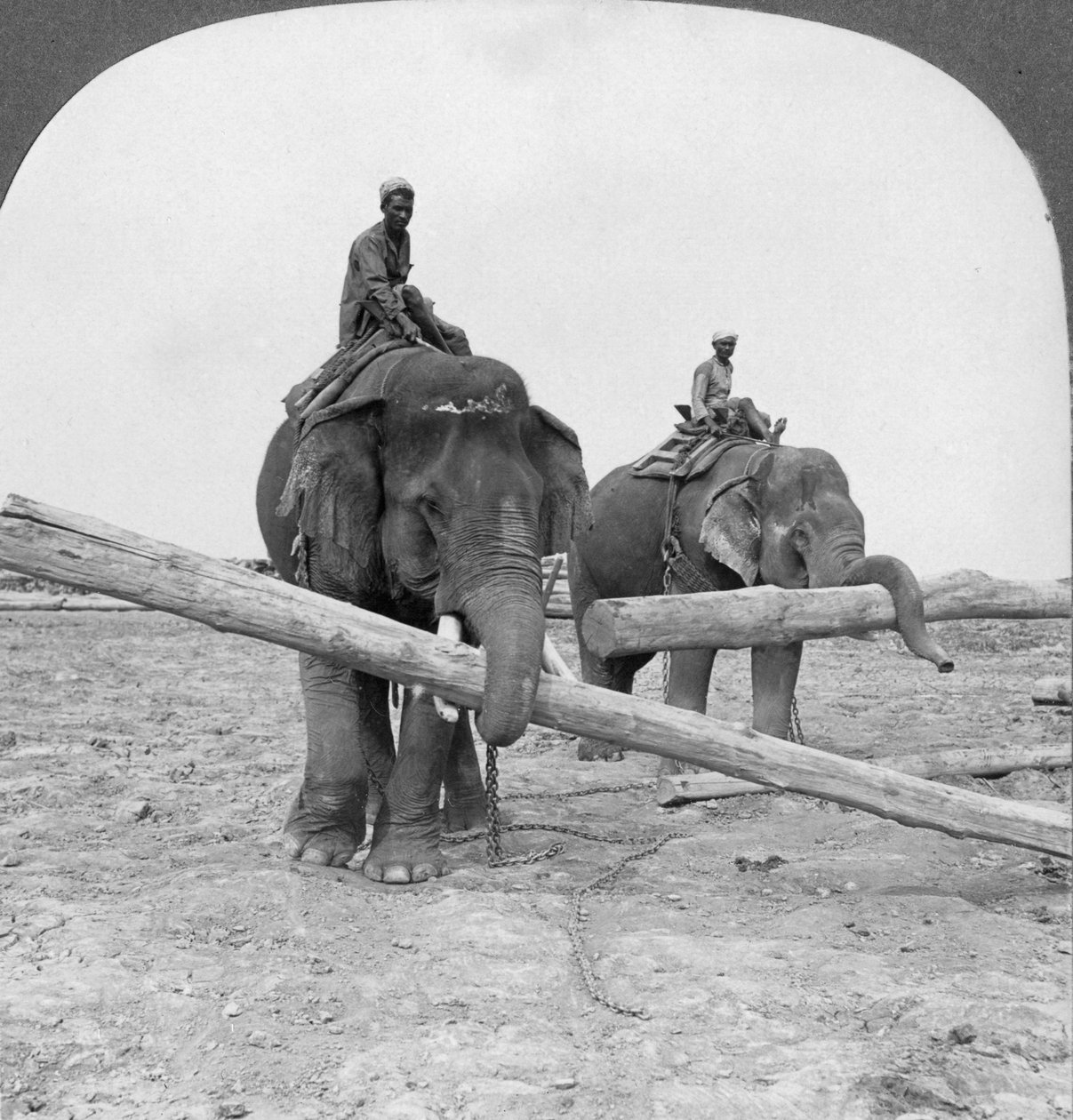 Elefantit puutavarapihalla, Rangoon, Burma, 1908 tekijältä Stereo Travel Co