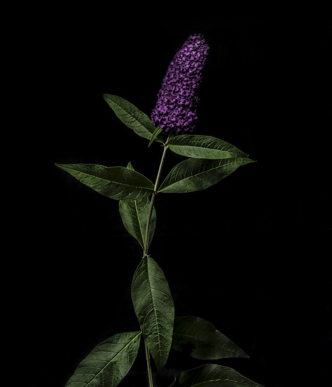 Purple Buddleja, 2020 (kuva) tekijältä Steve Gallagher