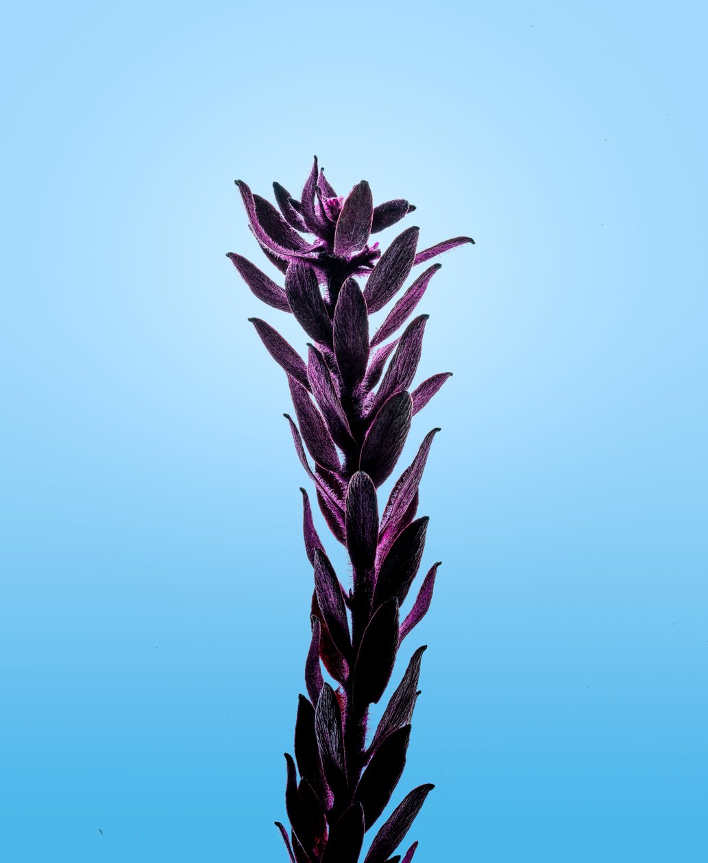 Purple Elodea, 2021 (kuva) tekijältä Steve Gallagher