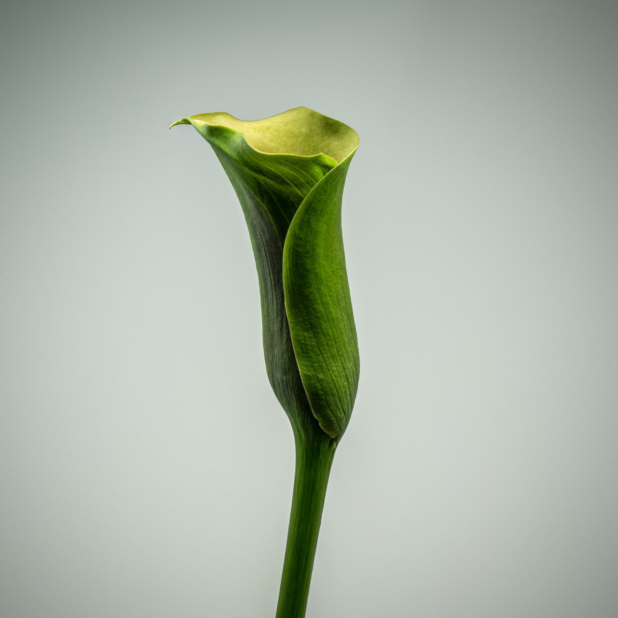 Yksittäinen vihreä Calla Lily, 2020 (kuva) tekijältä Steve Gallagher