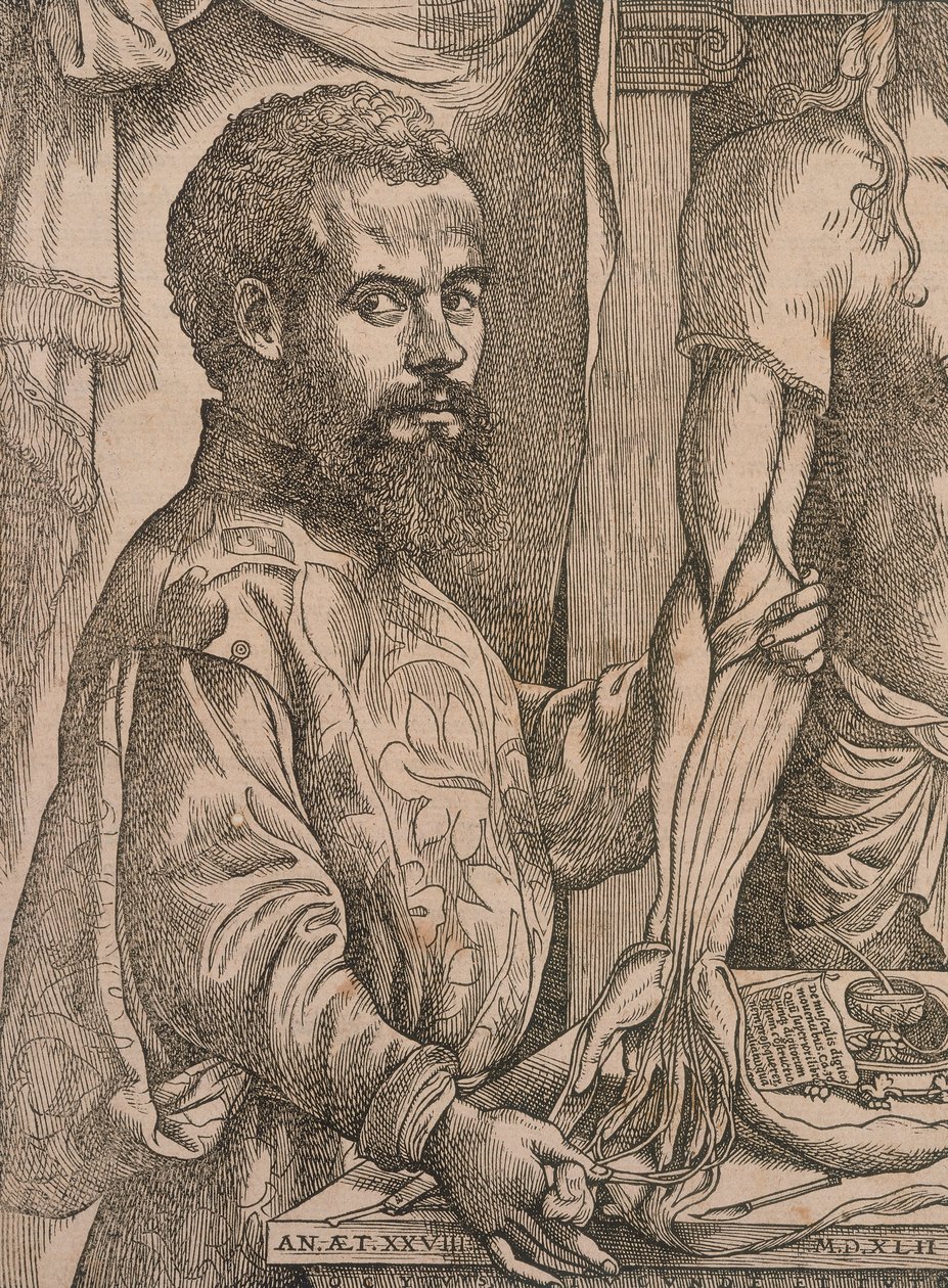 Andreas Vesalius leikkaamassa ruumiin kyynärvarren lihaksia, 1543. tekijältä Steven van Calcar
