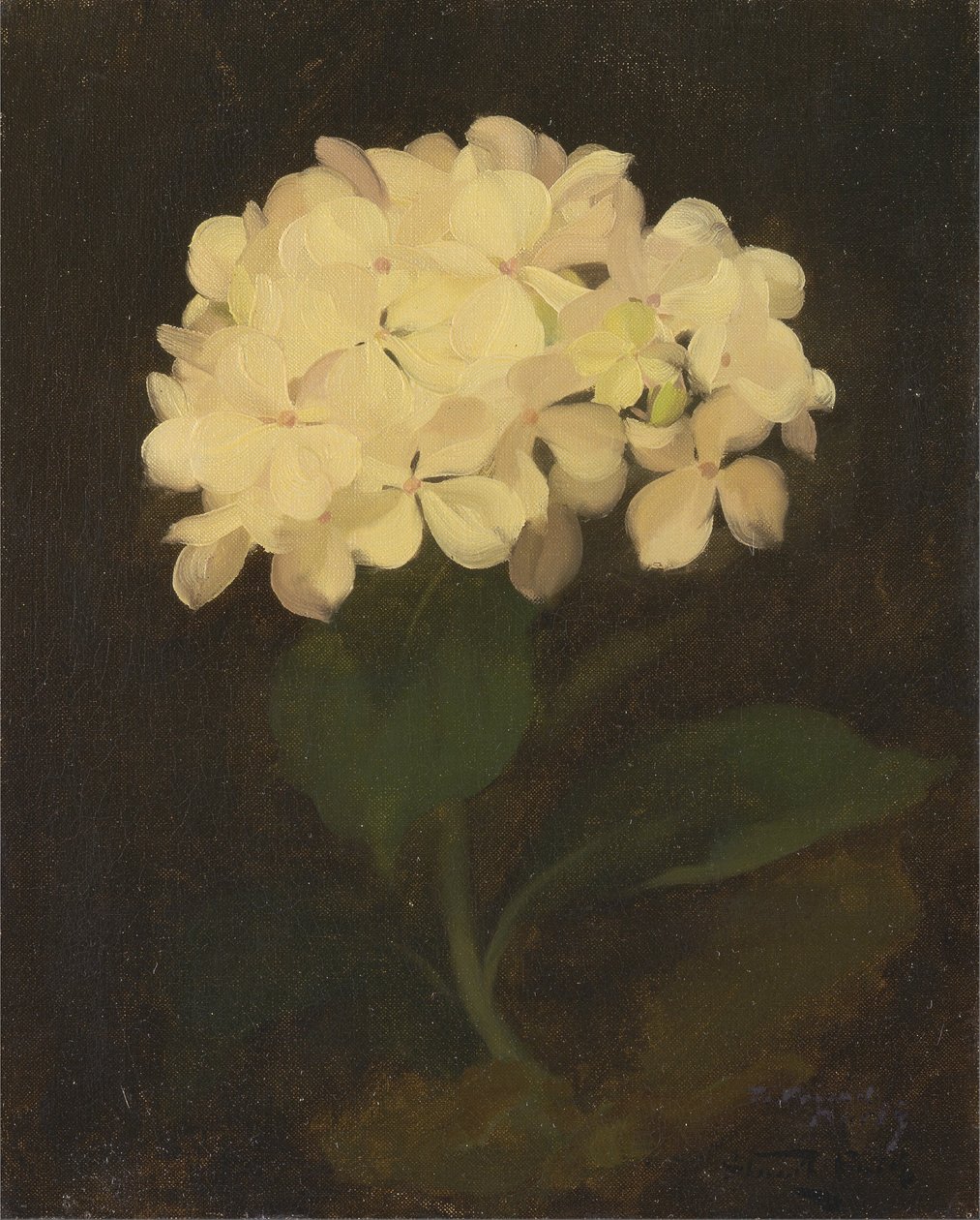 Valkoinen hortensia tekijältä James Stuart Park