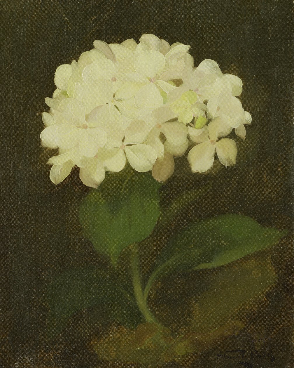 Valkoinen hortensia (öljy kankaalle) tekijältä Stuart Park
