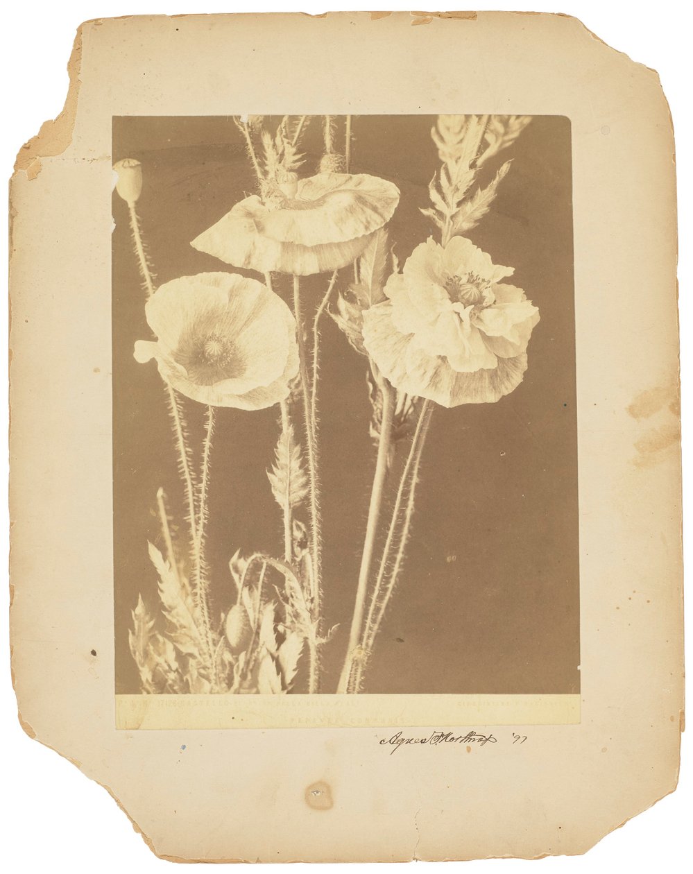 Unikot, n.1898-1920 (s/w valokuva) tekijältä Studios Tiffany