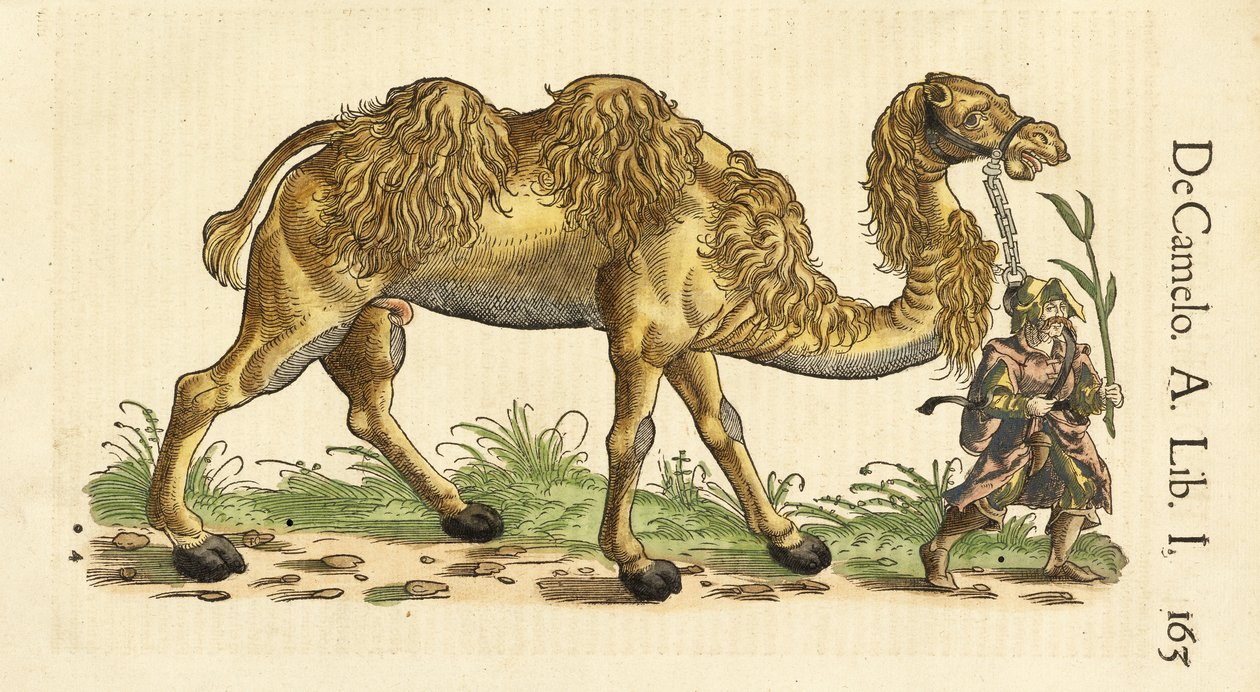 Bactrian Camel Historiae Animaliumista, kirjoittanut Conrad Gessner (1516 - 1565), n. 1551-58 (käsinvärinen puupiirros) tekijältä Swiss School